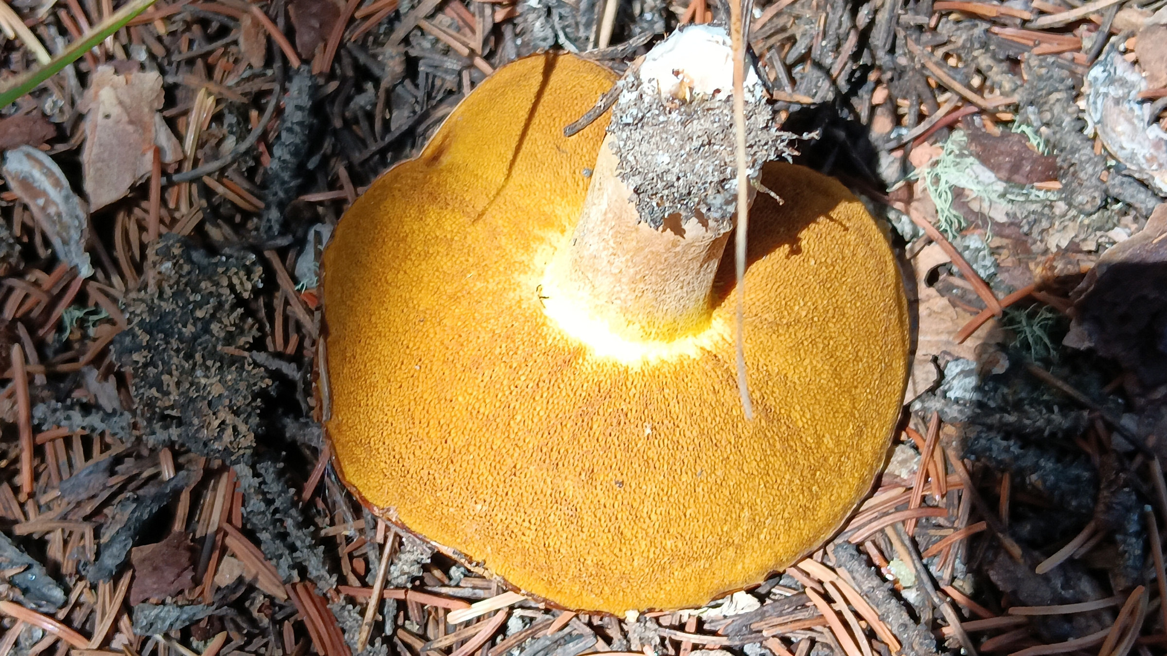 That Time My Kid Ate a Mystery Mushroom in the Forest